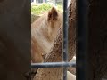 柔春●㊳ホワイトライオン・白獅子・リズムちゃん・沖縄こどもの国・・・white_lion・okinawa zoo u0026 museum 20230317