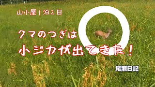 尾瀬ケ原にてクマの次は小ジカかよ！　山小屋１泊２日　尾瀬日記　Oze diary