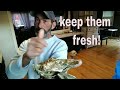 keep oysters fresh FOR UP TO 3 months. | follow these simple steps |