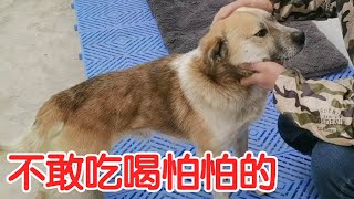 狗肉车上的两只流浪狗带回家，不知道挨了多少打，吓得不敢吃不敢喝【老五和流浪狗的故事】