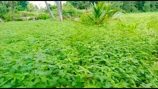 Best green manure | Dhaincha | #organic #farming