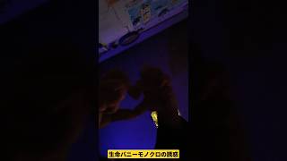 善と悪のバランスw！#funny #shortvideo #shorts