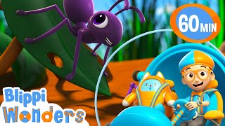 Ants  Adventure | Blippi Wonders | Rescue Adventures