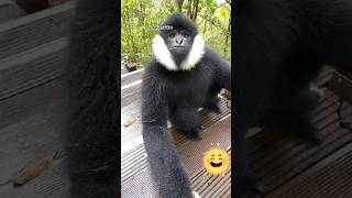 இதோ வந்துட்டேன் #funny #cutespets 🐒🐒🐒🐒#comedyvideos #subscribetomychanel @tmcreationvideo3379