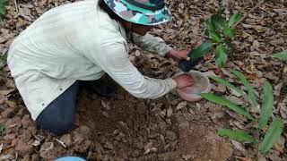 ปลูกลองกองต้นเตี้ย มังคุดต้นเตี้ย แซมในร่องยางพารา