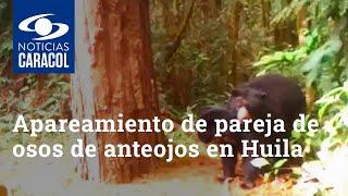 Apareamiento de pareja de osos de anteojos en Huila, esperanza para esta especie en vía de extinción