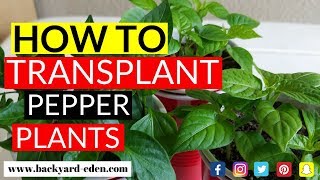 How to transplant pepper plants