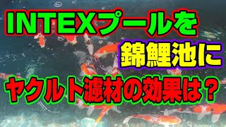 【汚池再生計画】『INTEXプール』を錦鯉池に、ヤクルト濾材を使って一ヵ月その効果は？＃INTEXプール＃DIY＃濾過槽作成#ヤクルト濾材＃錦鯉池作成#koipond #koi