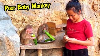 Poor Baby Monkeys And Hungry Wild Monkeys Are Waiting For The Girl To Eat The Fruit