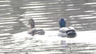 ducks floating and chilling in the water