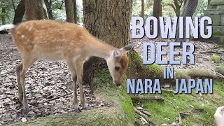 Bowing Deer in Japan!