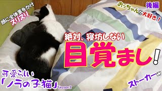 【ネコの目覚まし時計】可愛らしい「ノラの子猫」Season2 #52 ネコと寝る様に成ってからは「遅刻」した事は有りません！ 永遠のスヌーズ機能、作動ｗ