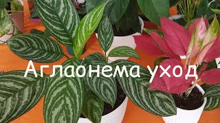 Аглаонема уход #plants #аглаонема #цветыдлядома