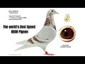 The World Best Speed Pigeon KBDB 2022 & Nationale Ace Pigeon Speed KBDB For Sale