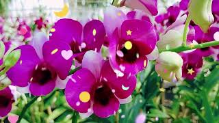 กล้วยไม้สกุลหวายราคาเริ่มต้น 20 บาทมีขายที่ แอร์ออคิด บางเลน นครปฐม#orchid