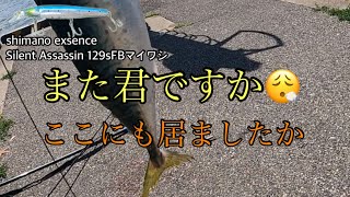 シーバス狙い！何処に行っても居ますねっ！？【新潟県河口付近】