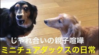 ■ミニチュアダックスの日常■No.08■広尾町■じゃれあいの親子喧嘩‼️■郵便局OB■Miniature Dachshund■愛犬■小型犬■