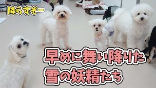 早めに舞い降りた白い雪の妖精たち 🐶ひみつきちなう！③🐶 (ビションフリーゼ マルチーズ トイプードル 柴犬 チワワ ミニチュアダックス) 2019年11月27日