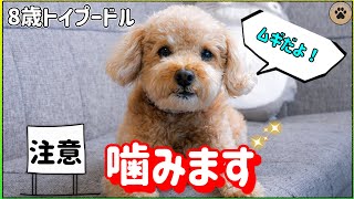 こう見えて噛み犬だけどめちゃくちゃ可愛い保護犬ムギを紹介します🐶👍