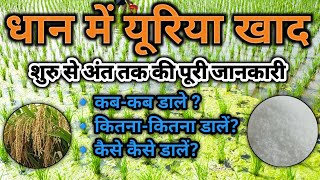 धान की खेती में यूरिया का पूरा सेड्युल , All About Uriya fertilizer in Paddy