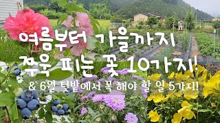 SUB) 여름부터 가을까지 쭉 피는 꽃 10가지와 6월 텃밭에서 꼭 해야할 일 5가지!| 시골집 | 주말농장 | 힐링 | 시골정원 | Korean Countryside life |