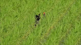 紅冠水雞打架 Common Moorhen Cockfighting ,Taiwan  29/07/2016