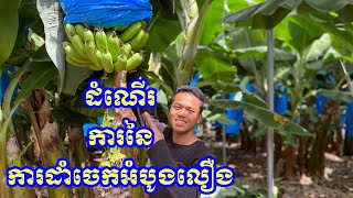 ដំណេីរការខ្កះៗ​នៃការដាំចេកអំបូងលឿងនៅកម្ពុជាThe process of planting Cavendish in Cambodia 🍌