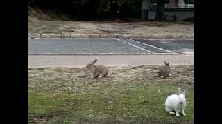 大久野島　うさぎ達のご飯争奪戦　Hungry rabbits　Japanese Okunoshima