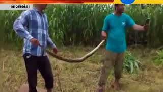 Sabarkantha: Python found in Himmatpur village of Himmatnagar - Zee 24 Kalak