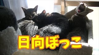 【のんびり日向ぼっこする猫たち】おとなしいと思ってたら皆で日向ぼっこしてましたｗ【あくび・竹丸・梅子・松五郎】The sunny cats