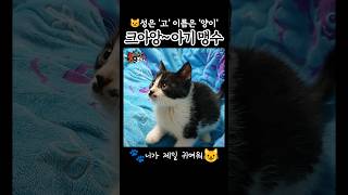 #Shorts 모개의일상 | 크아앙~ 아기 맹수😺 | #cat