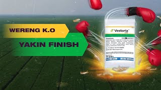 Wereng K.O Yakin Finish - Vestoria - Syngenta