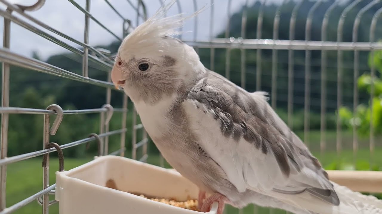 Female Cockatiel Sound, Female Cockatiel Singing And Flock Calling ...