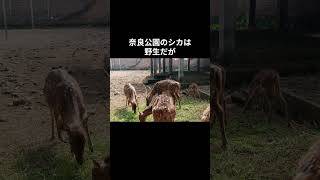 シカ(鹿)に関するいろいろ面白い雑学　#動物 #動物雑学 #雑学 #short #トリビア #動物トリビア #シカ #鹿