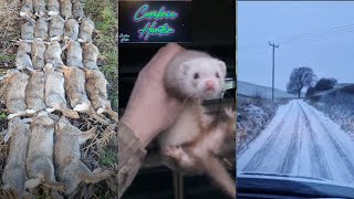 Ferreting on a friends permission