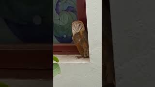 பகலில் ஓடவும்,ஒளியவும் முடியாமல் மாட்டிக்கொண்ட ஆந்தை🦉