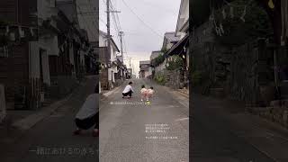 双子のあひる行進 #双子 #4歳　#美々津　#shorts