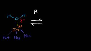 Biochemistry | Carbonic Anhydrase