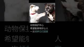 盲目狗狗🐶和导盲犬狗狗🐶的故事#友情 #感动 #狗狗