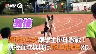 邊境牧羊犬跟學生打排球激戰 跳接扣殺樣樣行！掉球還被罵XD｜寵物動物｜狗狗