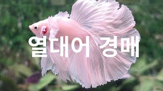 열대어 경매와 4월[ 관상어파충류박람회] 주최 이야기