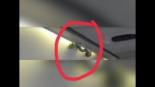 Reptile Snake in Aeromexico Flight