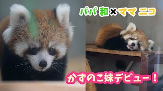 日本平動物園レッサーパンダ赤ちゃんデビュー（父 和・母 ニコ）！※かずのこの妹です！Baby Redpanda