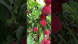 Peach ( आड़ू ) Farming #bollywood #music #song #remix #love