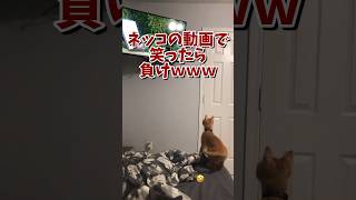 ネッコの動画で笑ったら負けｗｗｗ　#2ch #2ch動物スレ #2ch面白いスレ #動物 #犬 #猫 #癒やし #ねこ #2chほのぼの #ネコ