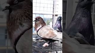 My pigeons \u0026 full loft video  coming soon @slvdigital yt Chanel to support  link in discription