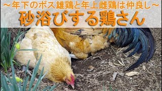 砂浴びする鶏さん～年下のボス雄鶏と年上雌鶏は仲良し～