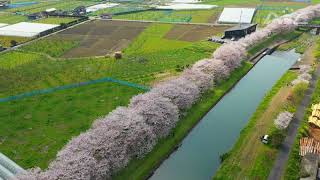 「ドローン撮影」流川桜並木（うきは市）