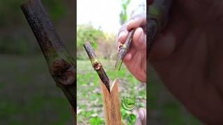 Grafting A Grape Tree Grafting Satisfying