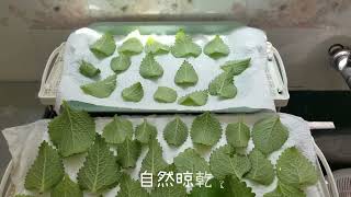 製作左手香驅蚊酒精